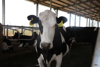 盛夏奶牛飼養管理五要點(diǎn)